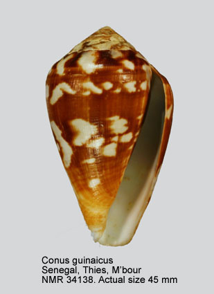 Conus guinaicus (31).jpg - Conus guinaicus Hwass,1792